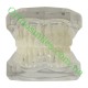 Типодонт (модель зубів) без брекетів фото 4 — OrthoSmiles