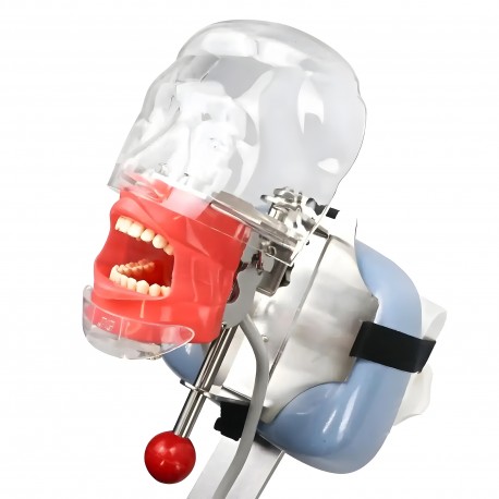 Фантом голови тренувальний стоматологічний фото 1 — OrthoSmiles